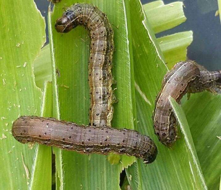 The deadly fall armyworm ravaging maize in Malimba Gatsibo District where Hinga Weze is supporting farmers to combat it