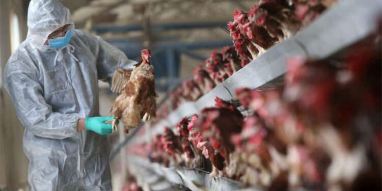 Seek Advice Before Starting Any Farming Venture, Agri-Officers to Farmers 1 Agri-officer inspecting a bird