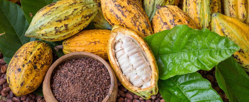 cocoa success story