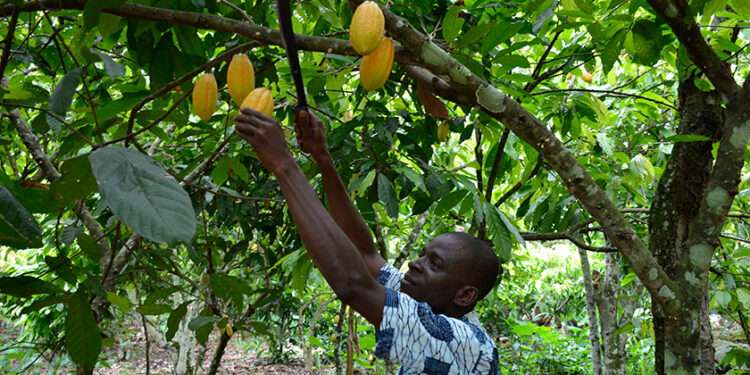 Manual for Cocoa Production Developed- Cocoa Farmers to Increase Productivity 1 Cocoa farmer