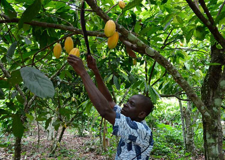 Cocoa farmer