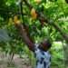 Manual for Cocoa Production Developed- Cocoa Farmers to Increase Productivity 10 Cocoa farmer