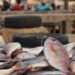 Demand for Seafood and Fish Products in Ghana to Upsurge- USDA 12 Varieties of fish