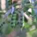 leguminous plant