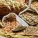 Grains