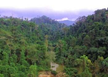 Ghana: Rescind EI 144 and Preserve Integrity of Achimota Forest- Group to President 7 forest