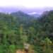 Ghana: Rescind EI 144 and Preserve Integrity of Achimota Forest- Group to President 11 forest
