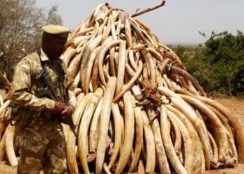 Zimbabwe To Quit CITES If Not Allowed To Sell Off Its Ivories Worth $600 Million 1 Zimbabwe To Quit CITES If Not Allowed To Sell Off Its Ivories Worth $600 Million