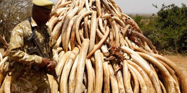 Zimbabwe To Quit CITES If Not Allowed To Sell Off Its Ivories Worth $600 Million 1 ivory pile 0