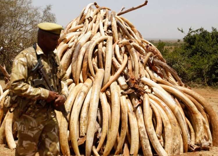 Zimbabwe To Quit CITES If Not Allowed To Sell Off Its Ivories Worth $600 Million 1 ivory pile 0