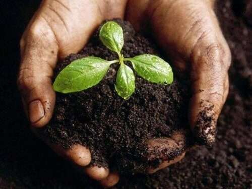 Organic fertilizer