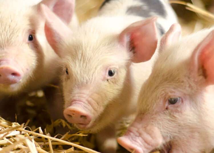 Take Pig Farming as a Business- Pig Farmers Association 1 Pigs in a pen
