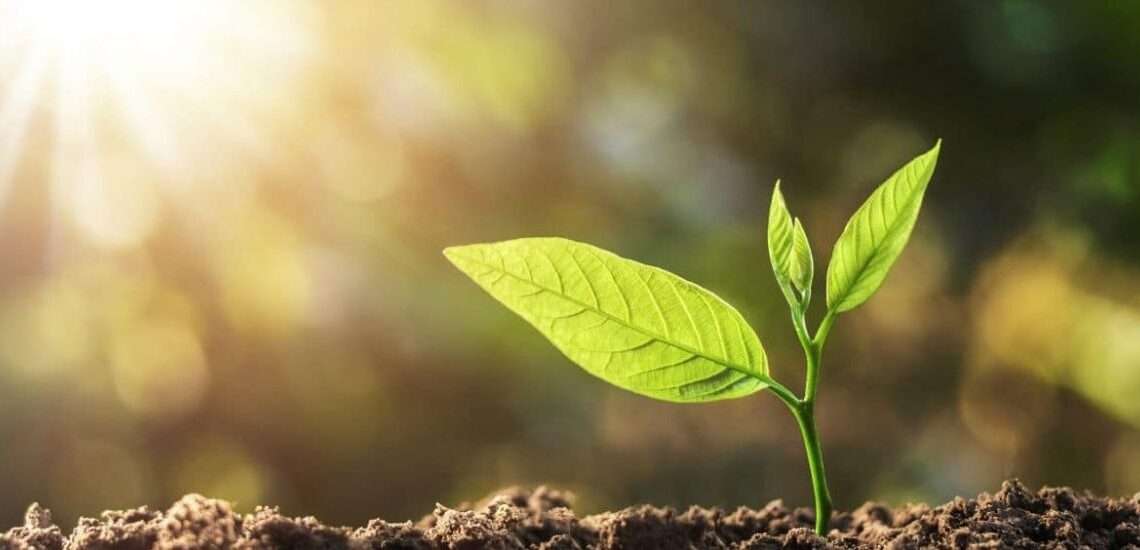 FAO to celebrate International Day of Plant health on May 12