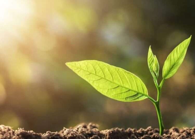 Plant Health day