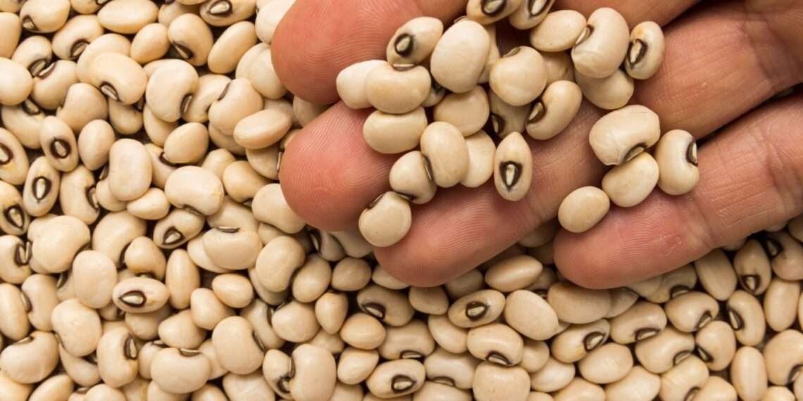 Genetically Modified Food, a Step Closer in Ghana- First GMO Crop to Be Approved 1 Pod borer cowpea
