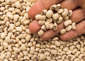 Genetically Modified Food, a Step Closer in Ghana- First GMO Crop to Be Approved 3 Pod borer cowpea