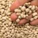 Pod borer cowpea