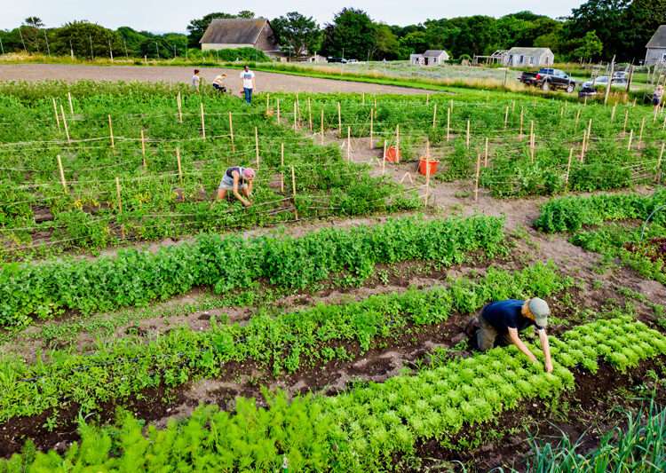 World Bank Forecasts Skyrocketing Price of Commodities To Last Till 2024 1 Farmers on a farm