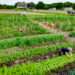 World Bank Forecasts Skyrocketing Price of Commodities To Last Till 2024 12 Farmers on a farm