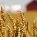 We Need to Identify Ways to Make up for Potential Future Gaps- FAO 12 Grain on the field