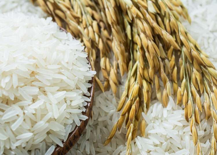 Develop New Climate-Smart Jasmine-Styled Rice Varieties to Boost Rice Production in Ghana- Scientist 1 Agra rice