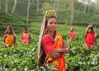 Women on the tea field