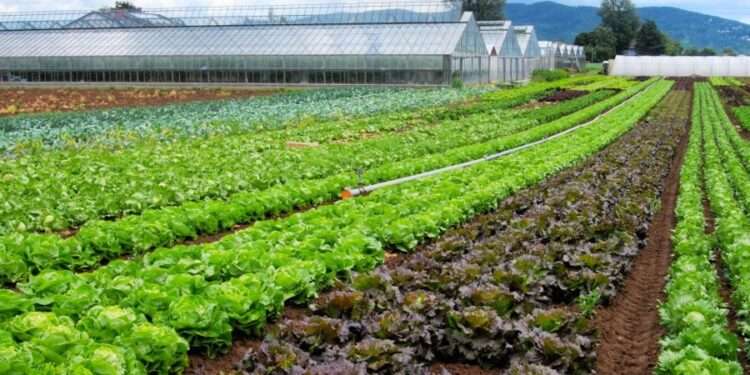 Vegetable farming