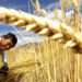 World Food Price Index Dips in May- FAO 12 World Food prices dips