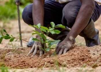Tree Planting Does Not Necessarily Mean Restoration- Rainforest Alliance 3 Green Ghana project