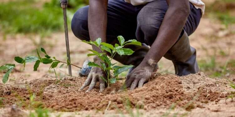 Green Ghana project