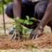 Green Ghana project