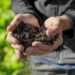 Decarbonization of agrifood system