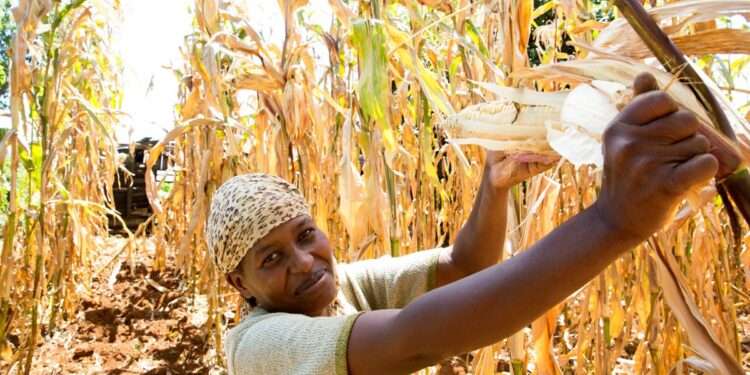 Smallholder Ghanaian Farmers to Benefit from €5 Million Project 1 Smallholder Farmer harvesting maize