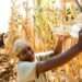 Smallholder Ghanaian Farmers to Benefit from €5 Million Project 11 Smallholder Farmer harvesting maize