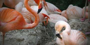 Gay Flamingo Couple Break Up 'Amicably' In Denver Zoo