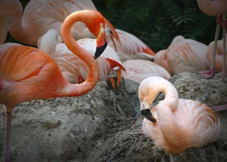 Gay Flamingo Couple Break Up 'Amicably' In Denver Zoo