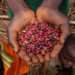The Seed Sector is the Essence and the Basis for Agriculture Production- AGRA 12 Improved seed