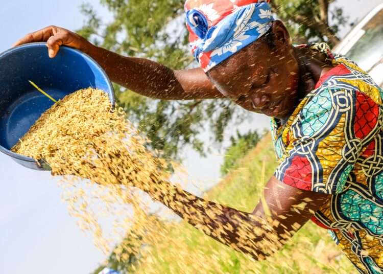 Women Farmers Receive Support From The EU Funded ReDIAL Project 1 Farmer Winnowing grains