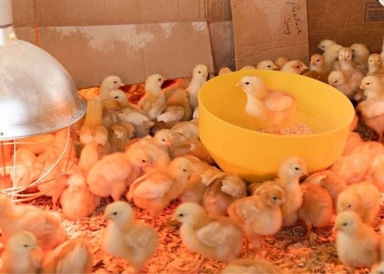 Better Chicken for a Better Future Project launched, Importing Frozen Chicken to Cease. 1 Day old chicks