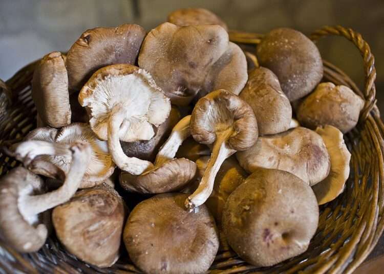 Maganoba Farms Sensitizes Ghanaians on the Importance of Mushrooms 1 Edible mushroom