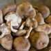 Edible mushroom