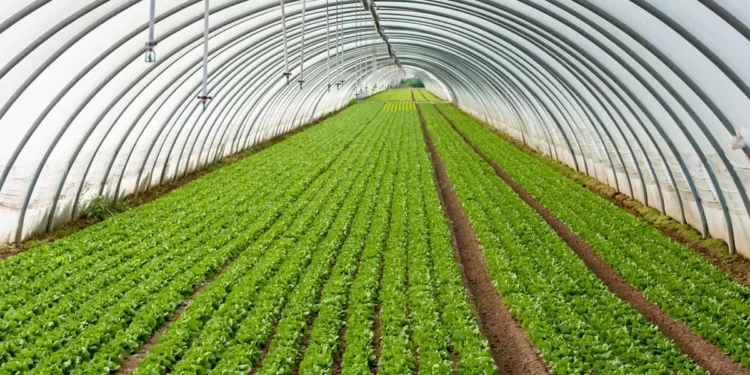 Competitive Horticulture Sub-sector in Ghana Develops, Hortifresh Receives commendation from Gov’t 1 Hortifresh