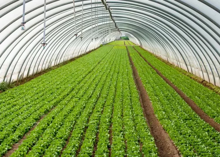 Competitive Horticulture Sub-sector in Ghana Develops, Hortifresh Receives commendation from Gov’t 1 Hortifresh