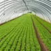 Competitive Horticulture Sub-sector in Ghana Develops, Hortifresh Receives commendation from Gov’t 12 Hortifresh