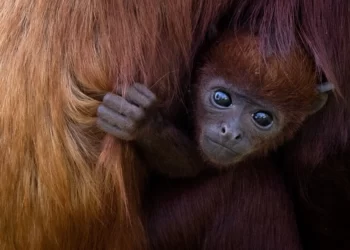 WHO Collaborating With African Countries To Bolster Monkeypox Laboratory Testing