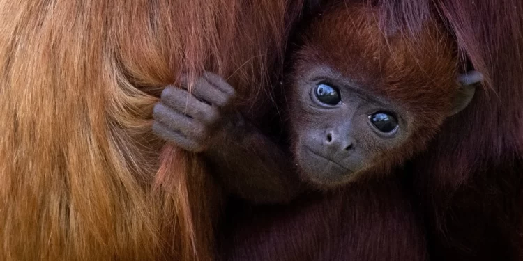 WHO Collaborating With African Countries To Bolster Monkeypox Laboratory Testing