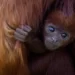 WHO Collaborating With African Countries To Bolster Monkeypox Laboratory Testing