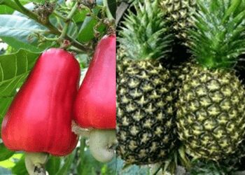 Ghana’s Non-Traditional Exports Up 33.5% In First Four Months Of 2022 3 Ghana’s Non-Traditional Exports Up 33.5% In First Four Months Of 2022