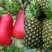 Ghana’s Non-Traditional Exports Up 33.5% In First Four Months Of 2022