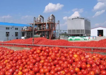 Processing plant for tomatoes